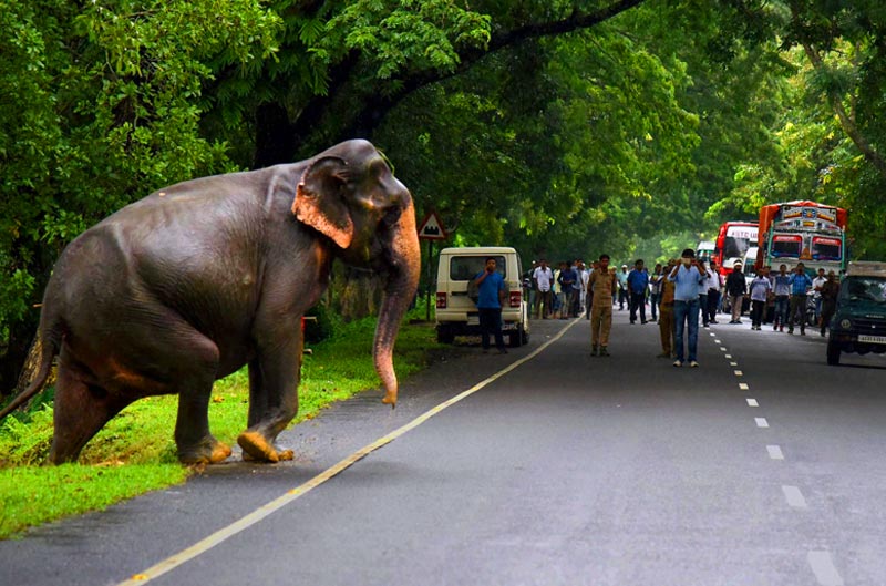 img/Kaziranga-tour.jpg