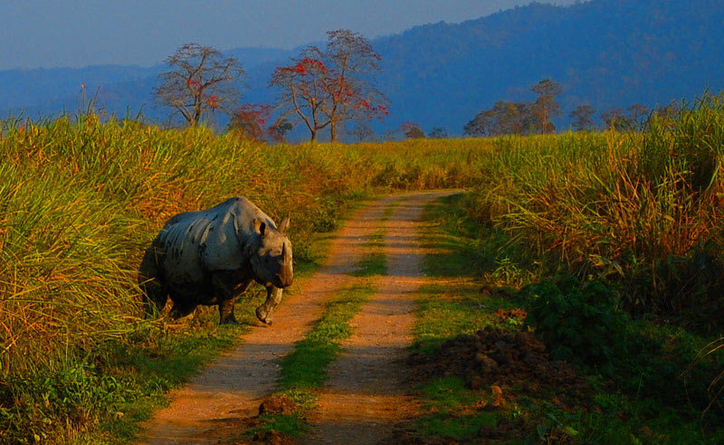 img/kaziranga-national-park.jpg