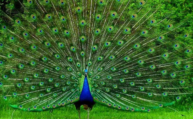 img/zoological-park-kolkata.jpg